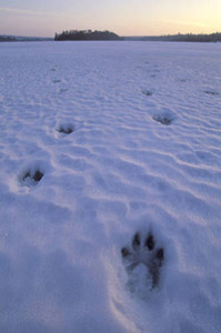 wolf tracking