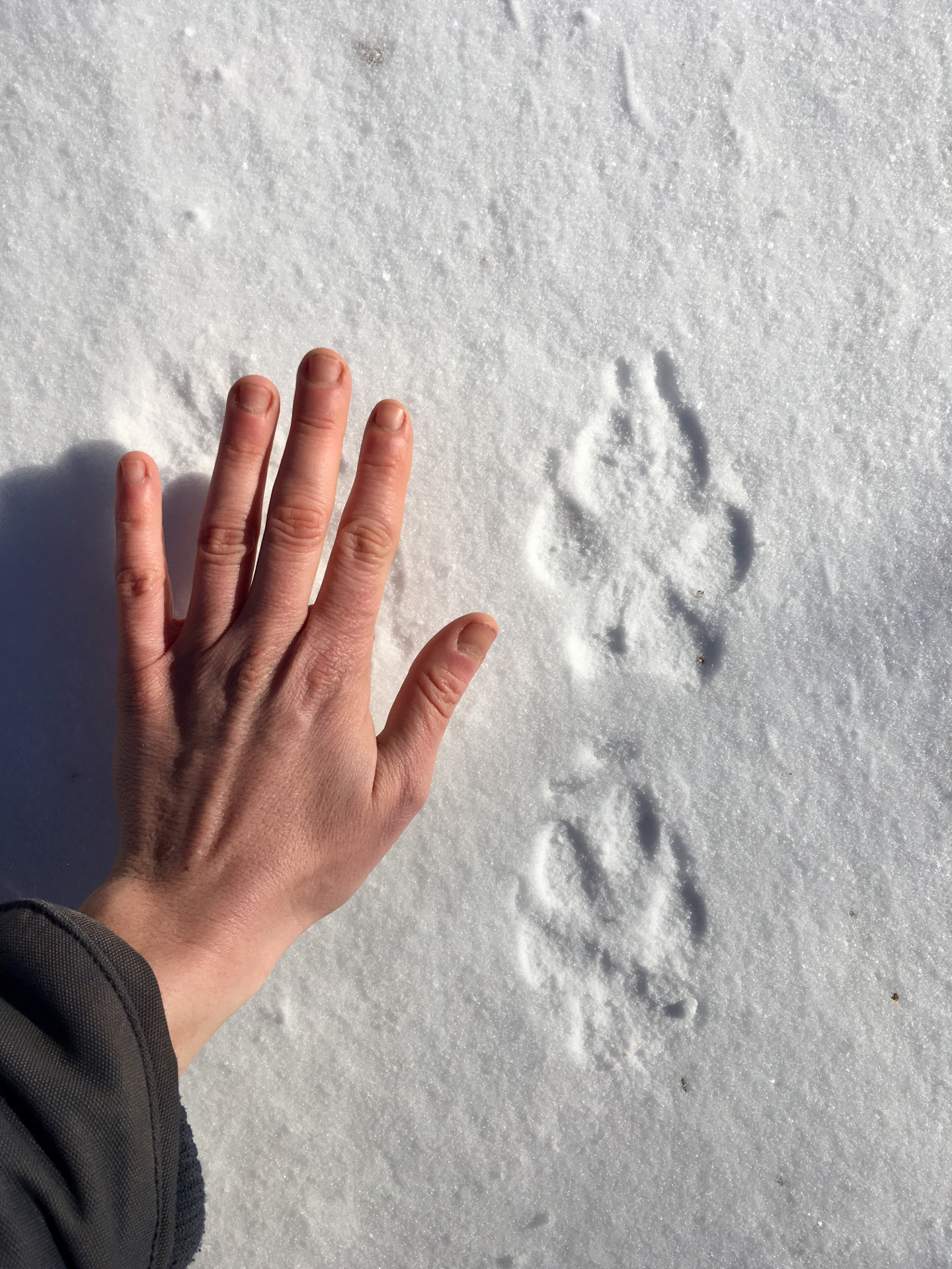 Wolf tracks